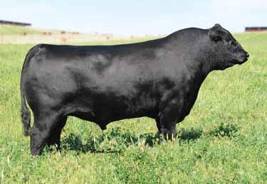 Denver is the youngest bull whose first calf crop ranked him among the Top 25 sires of progeny registered in 2014 in the Angus breed.