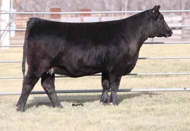FALL BREDS 113 RRDC AMHERST 147A % Limousin (12) Cow NXF 2054163 HP Black 03.22.