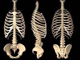 Osteology of The Rib Cage attaches the vertebral column to the sternum There are 12 ribs on the left and 12 on the right, for a total of 24 ribs The upper 7 ribs are called True Ribs because they