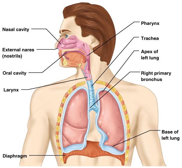 Organs of the Respiratory system Nose Pharynx Larynx