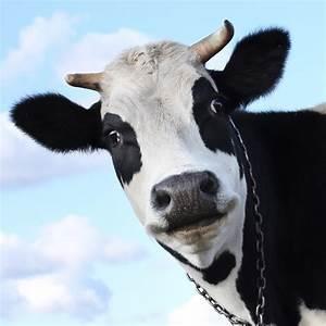 Dairy Project Information Youth planning to exhibit any Dairy animal at the Meade County Fair will need to turn in a Dairy ID sheet for EACH animal to the Extension Office no later than June 15th.