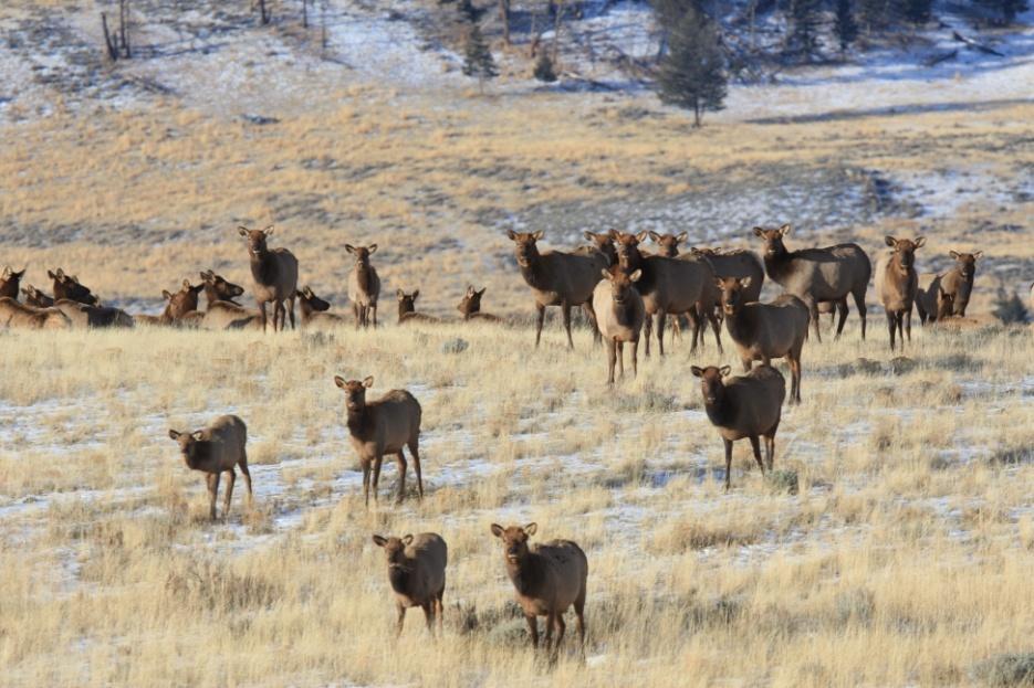 Influence of nutritional condition on migration, habitat selection and foraging ecology of elk (Cervus elaphus) in western Wyoming.