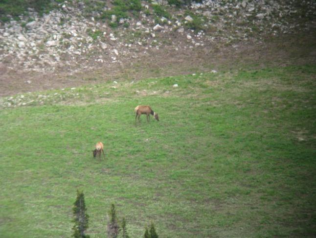Field crews located elk groups containing collared individuals and recorded the following information: time, general weather, geographic location, sex and age classification, habitat type, distance
