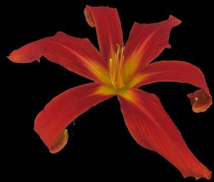 National Capital Daylily Club August 2018 Newsletter ncdcwebsite.