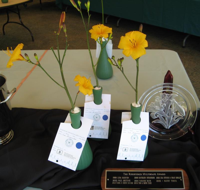 THE AHS ACHIEVEMENT MEDAL for three scapes of the same seedling No Entries.