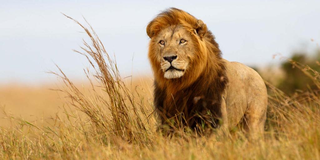 All about lions The best known of all the Big Cats is the lion, one of the greatest hunters in Africa. This book of FUNtastic Facts about lions is part of my Big Cat Series.
