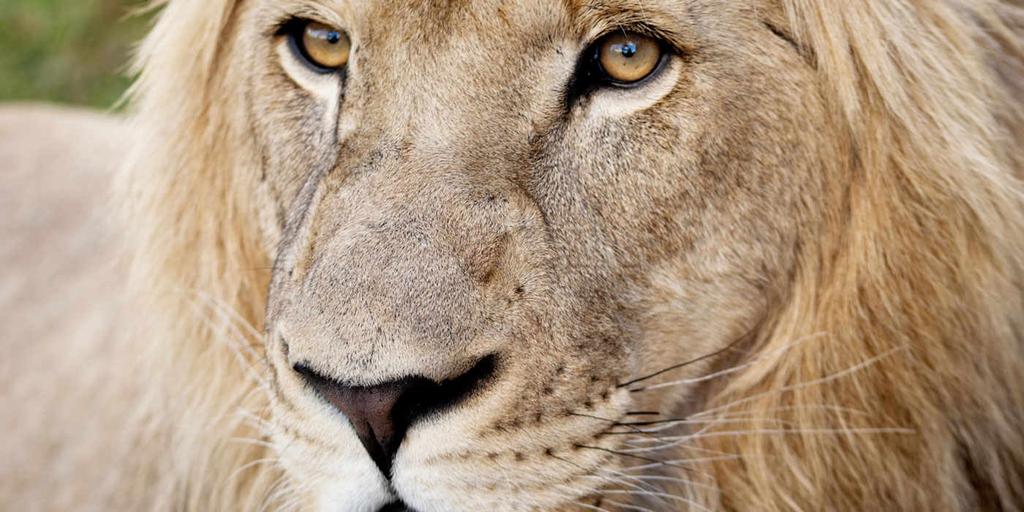 Lions can vary in color depending on where they live. Lions in hot, dry areas are usually lighter in color, and those that live in more dense vegetation are usually darker.