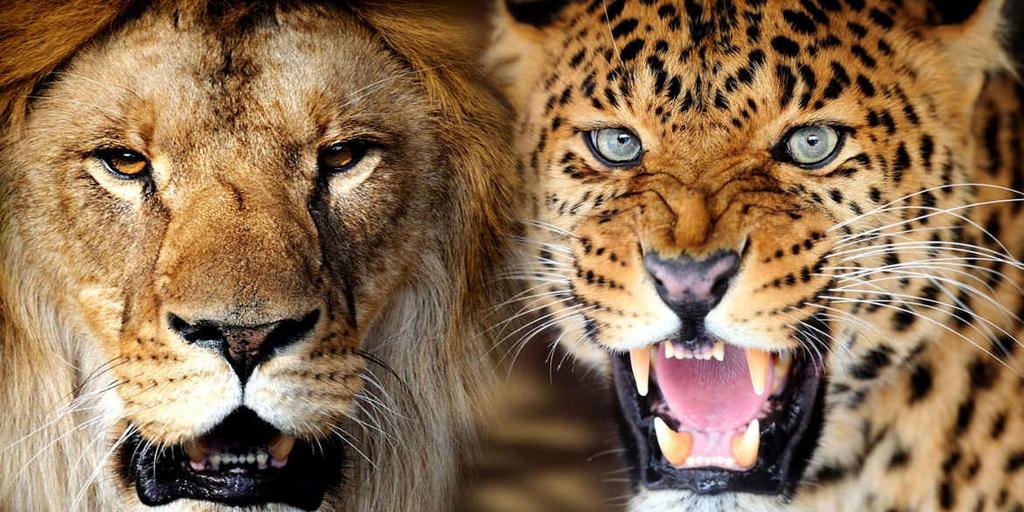 Evolution Scientists believe that all Big Cats evolved from common ancestors and that lions, leopards and jaguars are all closely related.