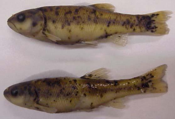 A B Figure 1. Heavy infestation of blackspot disease in creek chub (A) and yellow grub in bigeye chub (B).