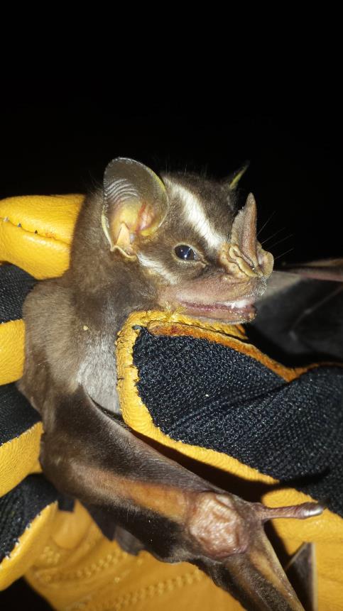 Great Stripe-faced Bat (Vampyrodes caraccioli) - One