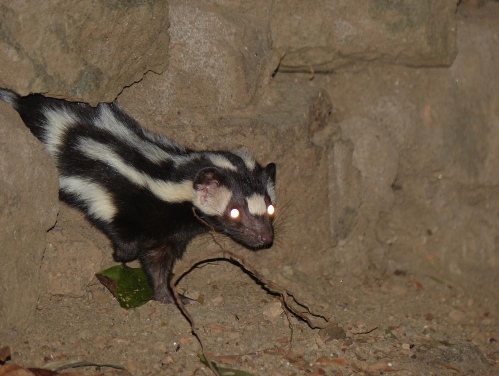 Southern Spotted Skunk (Spilogale angustifrons) - One while netting the dry forest site near Ostional, and one near San Simien Lodge at Laguna de Apoyo.