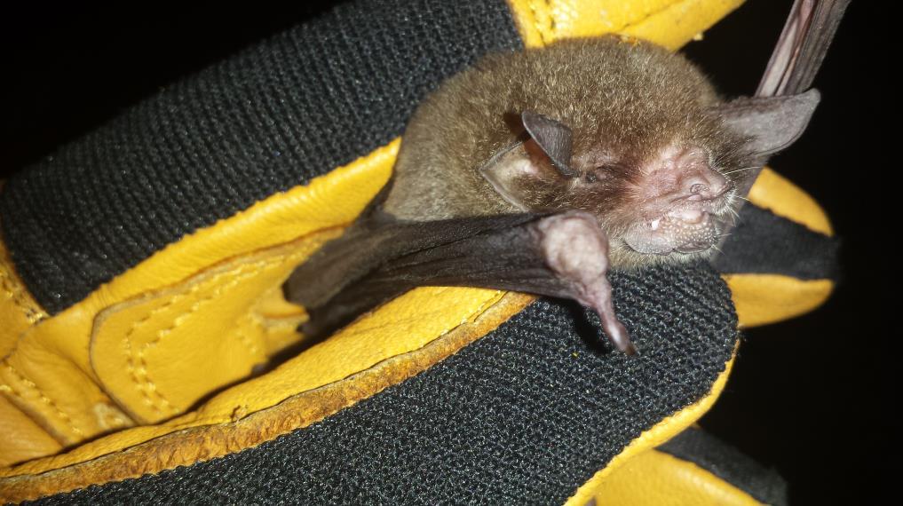 Lesser Mustached Bat (Pteronotus personatus) - One caught at hot