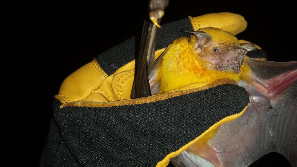 Common Mustached Bat (Pteronotus parnellii) - One caught in dry