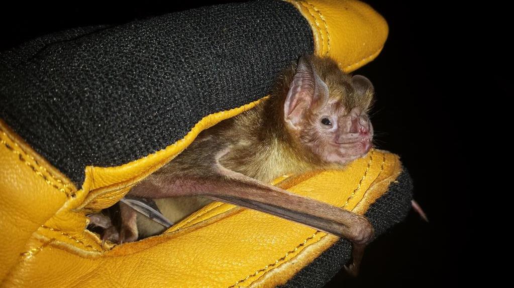 Common Vampire Bat (Desmodus rotundus) - We caught a few at La Bastilla, near Ostional, and saw several in El Abuelo.