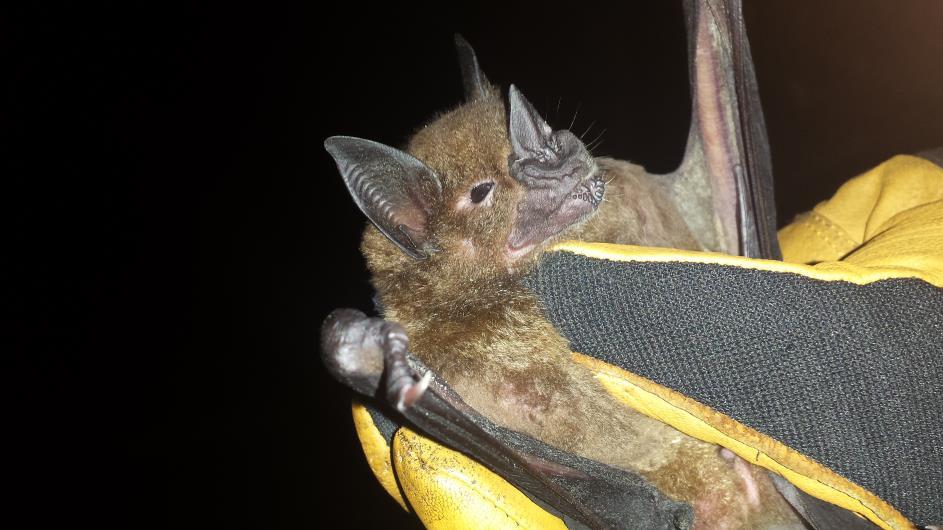 Greater Spear-nosed Bat (Phyllostomus hastatus) - One was caught at the dry forest site near Ostional.