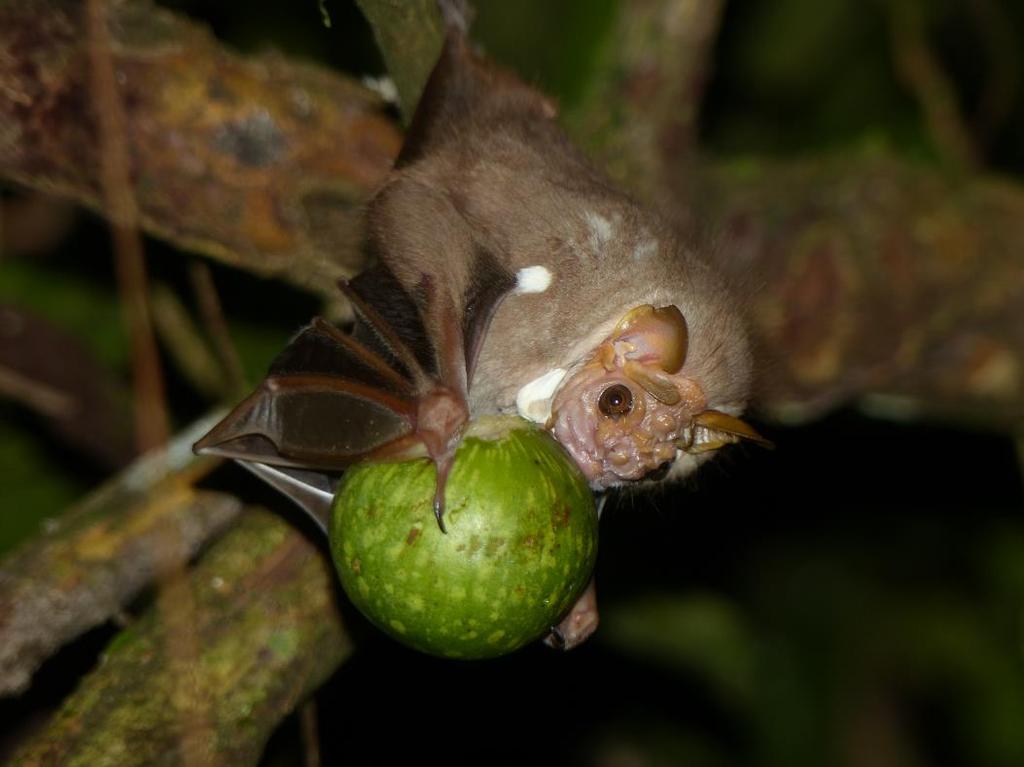 Common Long-tongued Bat (Glossophaga soricina) - Four caught in dry forest near Ostional. Toltec Fruit-eating Bat (Artibeus toltecus) - Caught at both sites at La Bastilla.