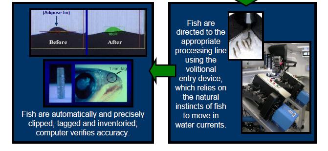 1 mm and distributed to one of 6 lines Fish receive an adipose clip and a CWT at a rate of