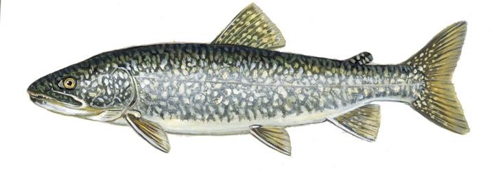 Primary objectives of the program Determine the degree of natural reproduction for lake trout and Chinook salmon Evaluate factors contributing to patterns of