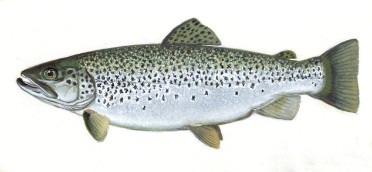 location-specific growth and maturity rates of Chinook salmon and lake trout Contribute to