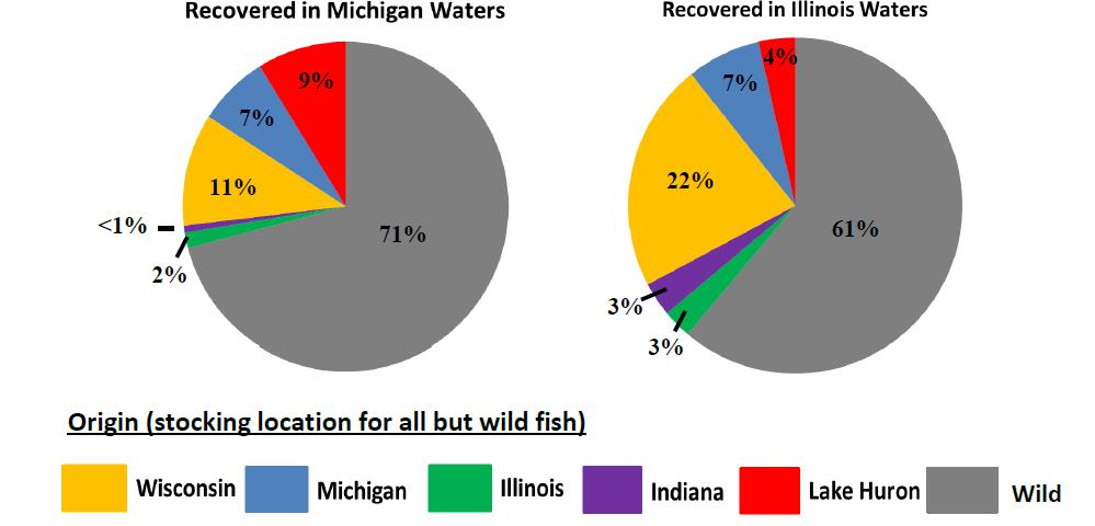 Wisconsinstocked fish contribute the most of all stocked
