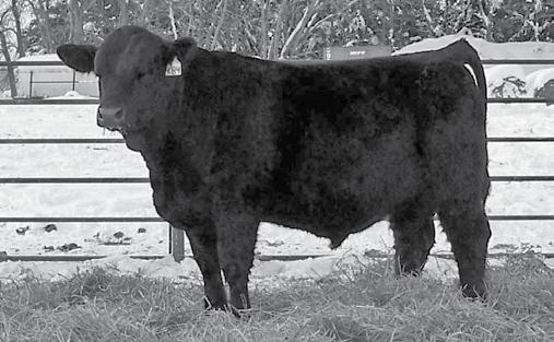 This Sim-Angus bull has a lot to offer whether you use him on straight bred cows or half bloods, he will sire a great set not to mention he has the second high 205 day weight.