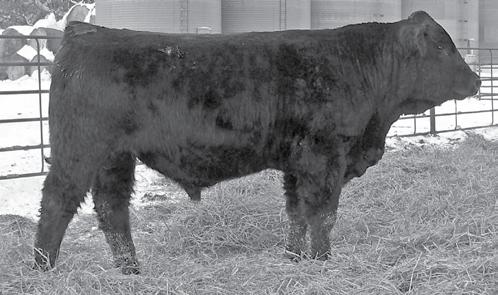 Powerline son full of performance. 9091W is out of a hard working cow that has both Preferred Stock and Legacy in his pedigree. This bull will work on either black or red cows.