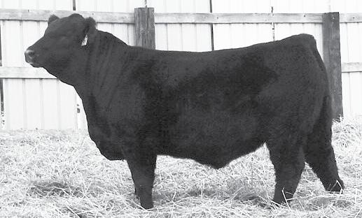 9122W is the third Genex sired bull by Toebben Alliance. March calf that goes back to the famed 54Z cow family. Make sure to look up all three of these guys.