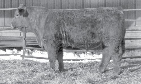 0 Red Gunner son that will produce moderate frame calves.if you are looking at retaining red females.here you go.