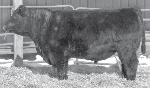 3 This Sim-Angus bull is very stout, deep and thick made. His dam is in the top 1% of the breed for marbling and ribeye area.