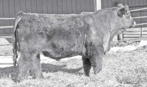 4 Here is another really stout Kilowatt son that will work on red or black cows. If you are looking to add depth, muscle and length W934 has it.