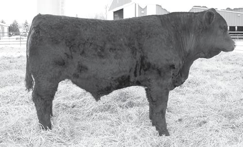 Another Right-On son Two ½ sibs sold in the ND State sale last December for $6800.