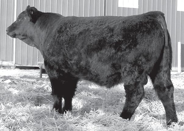 These Dream On sons have been doing it year after year, don t miss your chance to add these genetics to your cowherd.