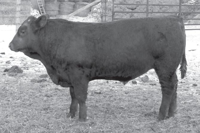 0 87 62 THIS BLACK DAKOTA SON IS PROBABLY THE BEST PEDIGREED BULL WE HAVE RAISED. MR BEEF, JOKER AND PREFERRED STOCK. HE WAS THE HIGHEST RANKING WW BULL, AND SECOND HEAVIEST YW.