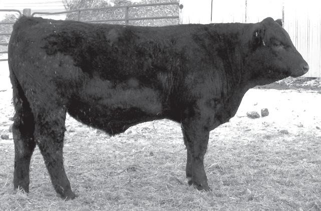 HIS DAM IS MISS PALM J97, THE MOTHER OF PSR GEMACO. A VERY NICE PEDIGREE.