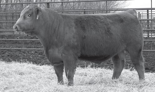 He ranks in the top 10% for TI and 15% for API. If your in the need for replacement females, don t miss 701T on sale day.
