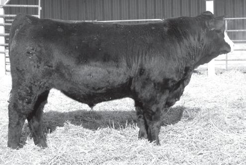 2 36.9 60.4 M 2.8-4.7 0.02 0.02 0.01-0.10 4.9 M 23.4 93.4 60.7 Here is a very powerful red non-diluter, double polled herd sire prospect.