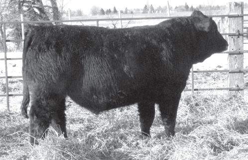 5 This Foresight son is a moderate framed homo polled homo black SimmAngus, who is tremendously thick and massive from end to end. Look for this bull to add muscle and volume to his calves.