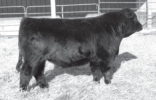 2 M 5.5-11.4-0.05 0.18 0.03 0.51 5.7 M 25.3 109.8 65.9 Triple polled and triple black herd sire prospect. 722 has the most balanced EPD s in the sale.