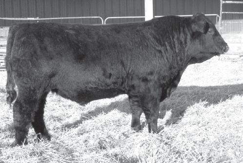 Foresight combines growth, maternal, and carcass trait all in one package. Check out T736 he will be one of the feature bulls in this years sale. He is extremely deep, thick and long made.