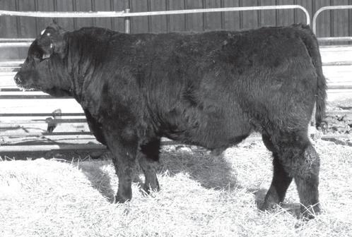 Josh Haugen bought a maternal brother in last years sale. This bull has herd sire written all over him. Be sure to look him up sale day.