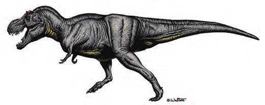 Quetzalcoatlus Megatherium Tyrannosaurus Rex When animals cannot find enough food or
