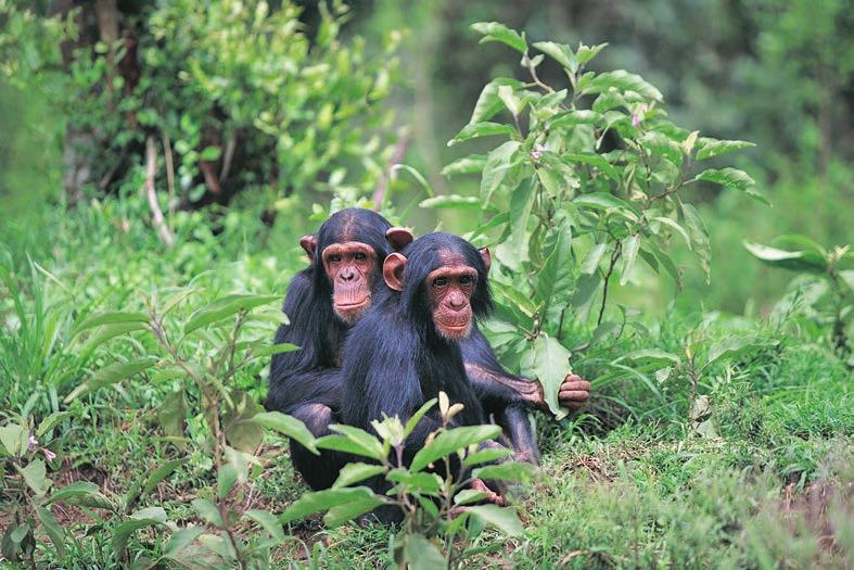 Chimpanzees 9 Today there are many animals all over the world that are in danger of becoming extinct. They are called endangered animals. Most of them are dying because the world is changing too fast.
