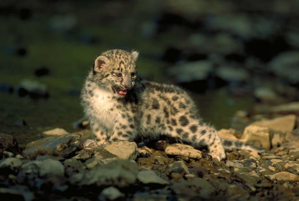 Young snow leopard It is sad that some animals are endangered, but endangered is not extinct.