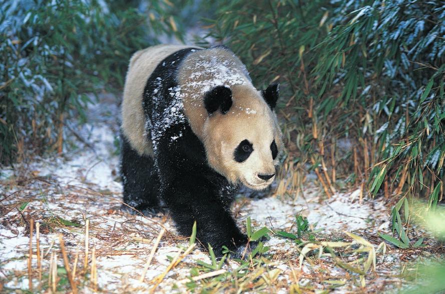 Giant panda Pandas are endangered because their habitat is disappearing.