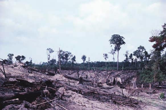 Amazon clearcut forest There are lots of other wild animals that also need the rain forest trees