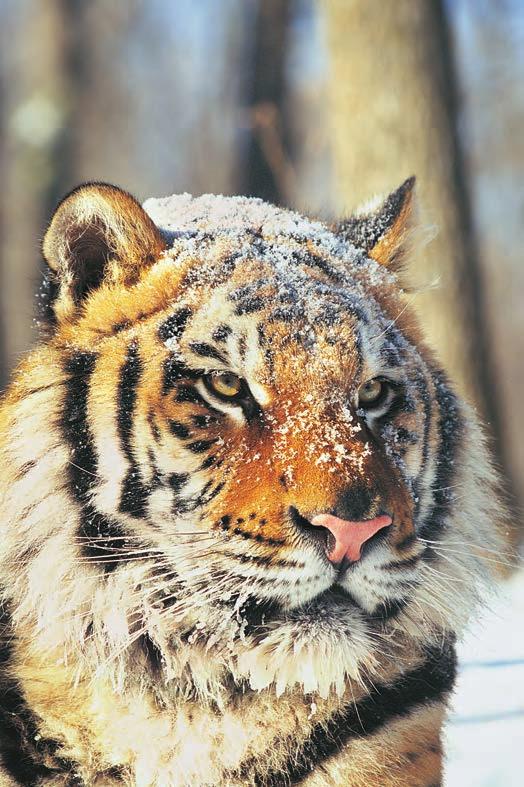 Siberian tiger Tiger skins are used to make rugs and coats. Tiger bones are pounded into powder and used to make pills.