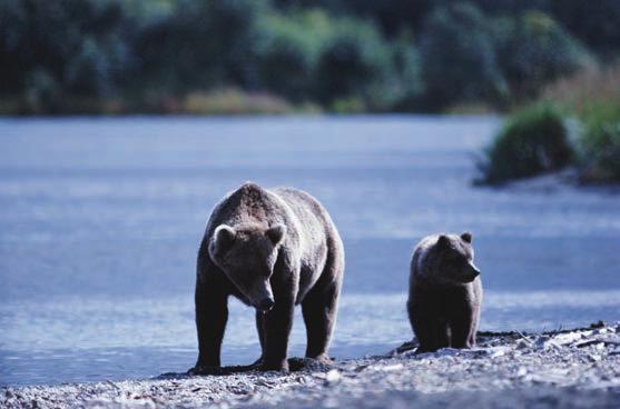 Brown bear mother and cub Protected parks and reserves help save animal habitats.