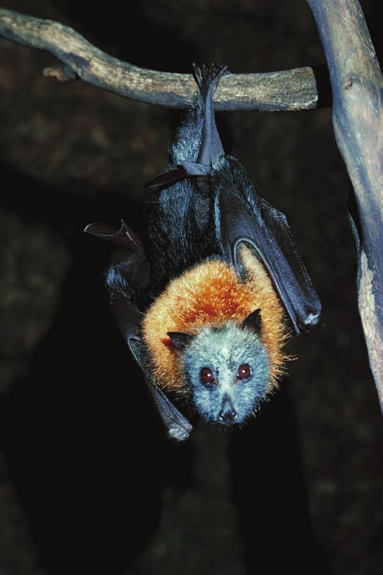 Fruit bat 31 There are over 950 different species of bats all over the world. Many of them are endangered because of human s use of pesticides.