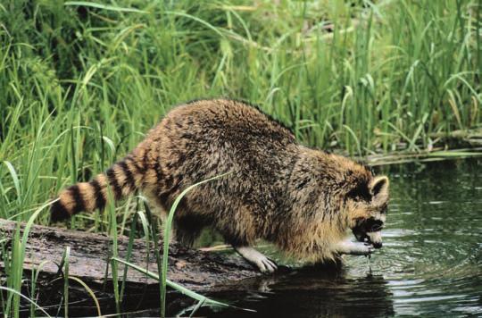Raccoon drinking from a stream Remember that pesticides contain poisons that can hurt animals, so use them with care. Pesticides can wash into streams and creeks and pollute the ocean.