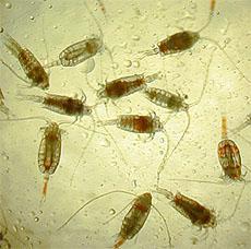 htm Over 30,000 living species Together, insects and crestaceans compose over 80% of all named species Members of the copepod genus Calanus are most likely the most abundant animals in the world